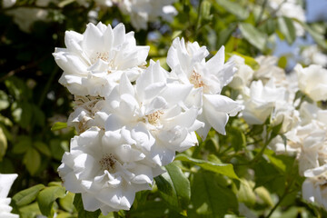 Obraz premium Elegant white roses in the garden, captured close-up with delicate petals and soft hues. The composition symbolizes sophistication, love and the eternal charm of natural beauty.