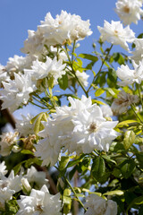 Elegant white roses in the garden, captured close-up with delicate petals and soft hues. The composition symbolizes sophistication, love and the eternal charm of natural beauty.