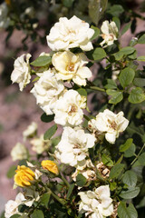 Close-up of scorched by sun roses growing in garden, with detailed petals. The natural beauty and freshness of flowers create an atmosphere of romance and harmony of nature.