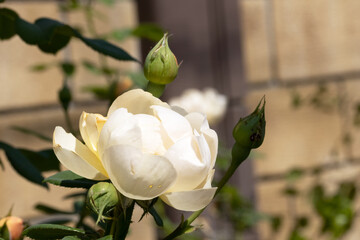 Elegant white roses in the garden, captured close-up with delicate petals and soft hues. The composition symbolizes sophistication, love and the eternal charm of natural beauty.