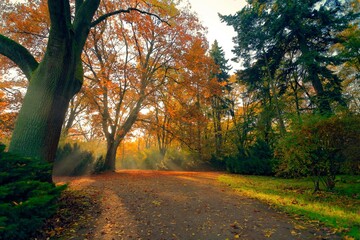 Fototapeta premium Magic autumn with golden leaves