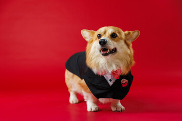 Charming welsh corgi pembroke dog in tuxedo, ready for weddings or formal events on red background