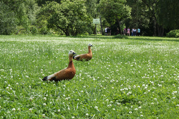 Two ducks are joyfully waddling around in a beautiful, lush green park setting today
