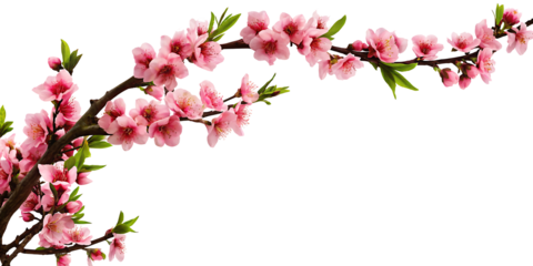 Peach tree branch adorned with pink flowers along the corner border, set on a white background.AI GENERATED