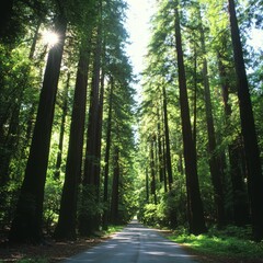 Obraz premium Sunlit Path Through Redwood Forest Canopy in California