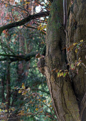 Obraz premium Squirrel on a tree in the park in autumn.