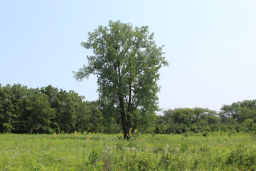 One cottonwood tree in a meadow on a sunny and hazy day at Somme Prairie Nature Preserve in...