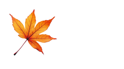 Maple leaf transparent background