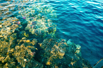 Coral reef. The photo was taken from a pontoon.