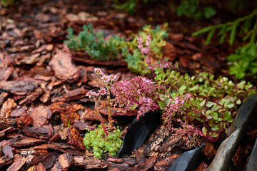 Beautiful and Colorful Succulents Well Arranged in a Mulch Bed Creating Serenity and Design
