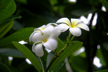 Obraz premium white frangipani flowers on a background of green leaves