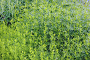 Blumen, Blüten, Glockenblume, Sommer