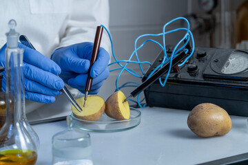 Scientist examines potatoes in laboratory. Food safety laboratory procedure, analysing food from...