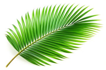 Obraz premium Isolated Palm Leaf on White Background: A Minimalist High-Resolution Image Perfect for Design, Nature Themes, and Tropical Aesthetics, Ideal for Creative Projects and Commercial Use