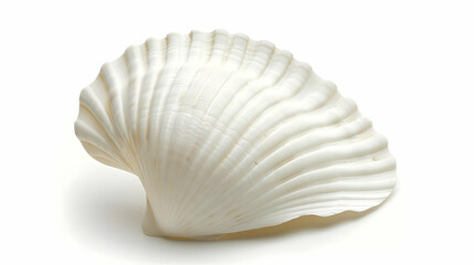 White Seashell Detailed