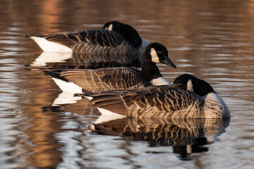 Canada geese sleeping on a lake