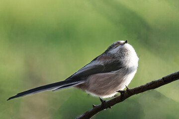 Long-tailed tit (Aegithalos caudatus) on a tree branch with green background, copy space
