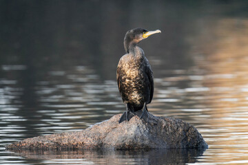 Cormorant standing on a stone in the sunlight on a lake