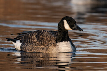 Canada goose swimming on a lake in the sunset