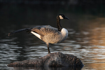 Canada goose standing on a rock in the sunset and lifting a leg up