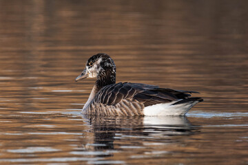 Young canada goose swimming on a lake