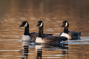 Obraz premium Group of canada geese swimming on a lake