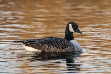 Canada goose swimming on a lake in the sunset