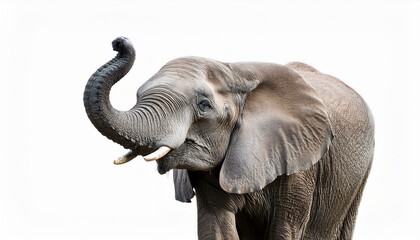 Obraz premium Elephant on isolated white background