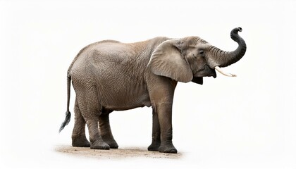 Obraz premium Elephant on isolated white background