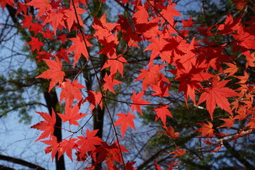 In autumn, maple leaves turn yellow and red