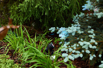 A beautifully lush garden scene featuring an abundance of colorful flora and hidden wildlife
