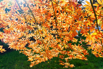 Red maple trees in autumn park