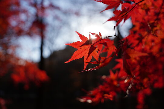 In autumn, maple leaves turn yellow and red