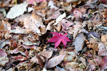 In autumn, maple leaves turn yellow and red