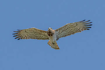 Biancone (Circaetus gallicus)