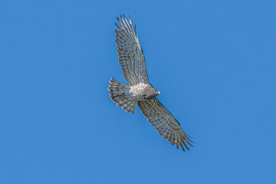 Biancone (Circaetus gallicus)