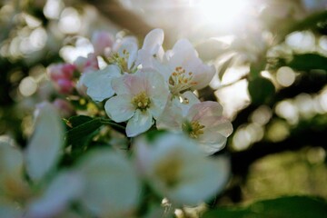 Apple tree blossom