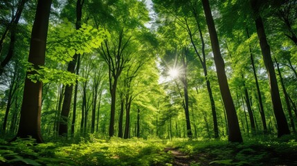 sunlight trees nature