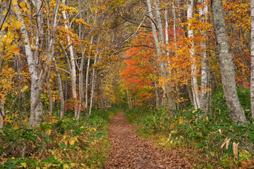紅葉の手稲山登山　北海道札幌市