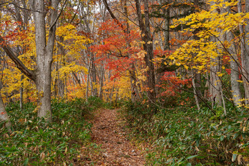 紅葉の手稲山登山　北海道札幌市