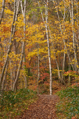 紅葉の手稲山登山　北海道札幌市
