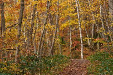 Obraz premium 紅葉の手稲山登山 北海道札幌市