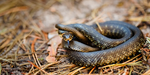Grass Snake - Natrix Natrix Adder Head Raising Defensiveness In Forest Early Spring