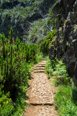 Forest in the mountains. Path to the mountains. Blue sky. Clouds lingered in the mountains. Madeira