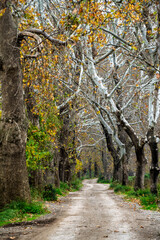 Dudakli Village plane trees road view in Bursa Province of Turkey
