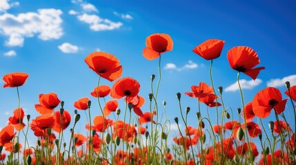 nature blue red