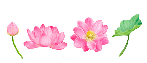 Lotus flowers and pink buds in floral set. Watercolor illustration. Wide green leaves of Indian lotus. Water lily, sacred lotus and green stems isolated on white background. For postcards, spa themes