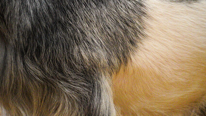 Background and texture of animal fur. Extreme close-up of goat's fur. A fluffy, soft warm coat protects this farm animal from the cold. Beautiful shades of grey, brown, white and cream. 