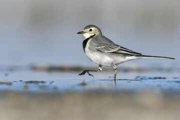 Close-up shot of White Wagtail Motacilla alba