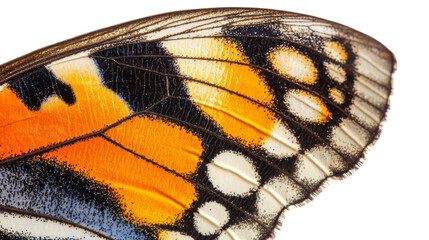 Naklejka premium Butterfly wing transparent background